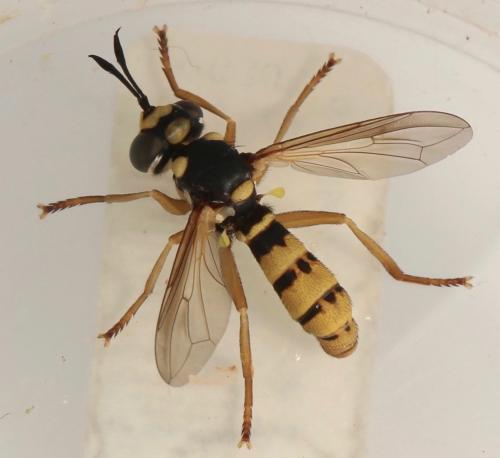Leopoldius diadematus
